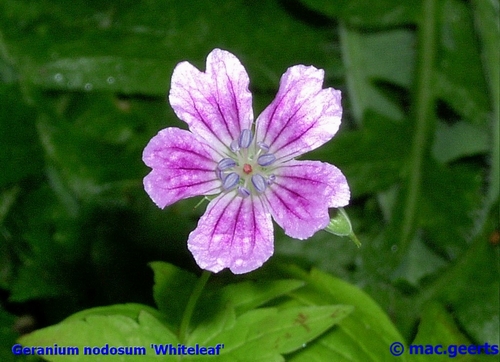 Geranium nodosum 'Whiteleaf'
